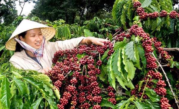Cà phê - điểm sáng trong xuất khẩu nông sản Việt Nam