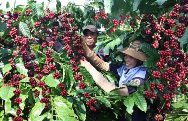 Lo ngại thiếu hụt nguồn cung, giá cà phê xuất khẩu lên cao nhất 16 năm