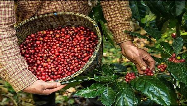 Nguồn cung được bổ sung, "cơn sốt" giá cà phê xuất khẩu quay đầu