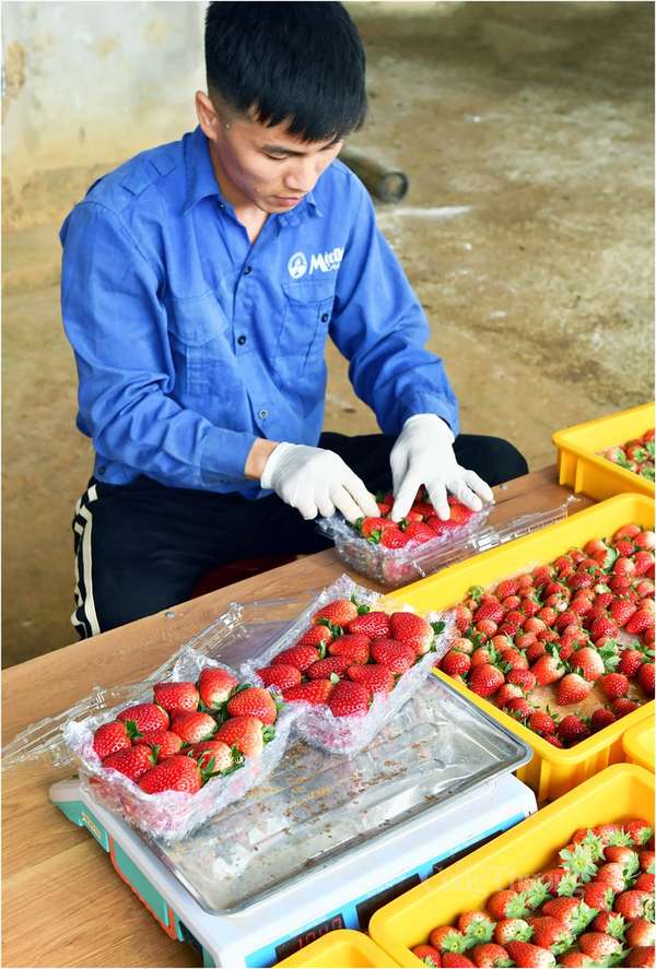 Sơn La: Khuyến khích trồng dâu tây Mộc Châu theo tiêu chuẩn VietGAP để nâng cao giá trị sản phẩm