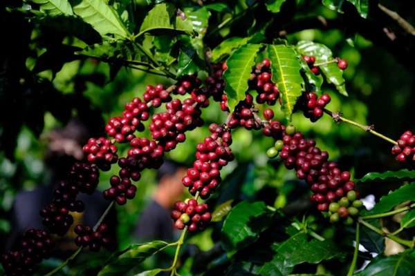 Giá xuất khẩu cà phê Arabica quay về mức thấp nhất 7 tuần qua