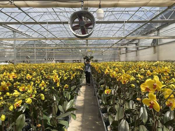 Lâm Đồng: Thị trường hoa lan Hồ Điệp tấp lập vào mùa Tết