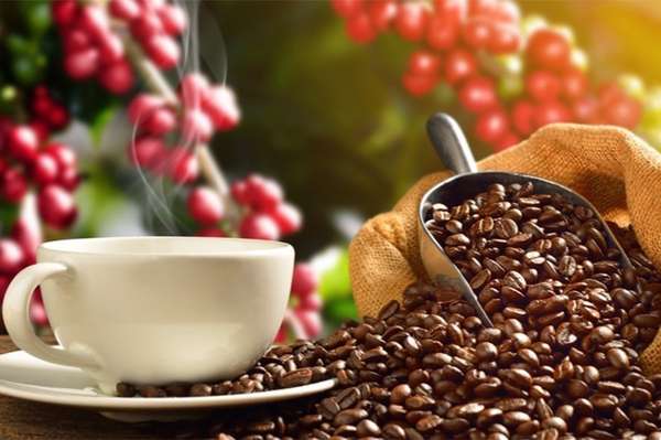 Lượng tồn kho giảm kéo giá cà phê xuất khẩu trở lại đà tăng