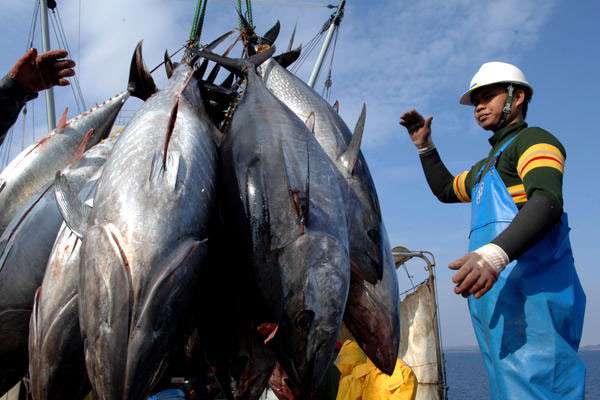 Năm 2023 những thị trường nào tiêu thụ cá ngừ của Việt Nam?