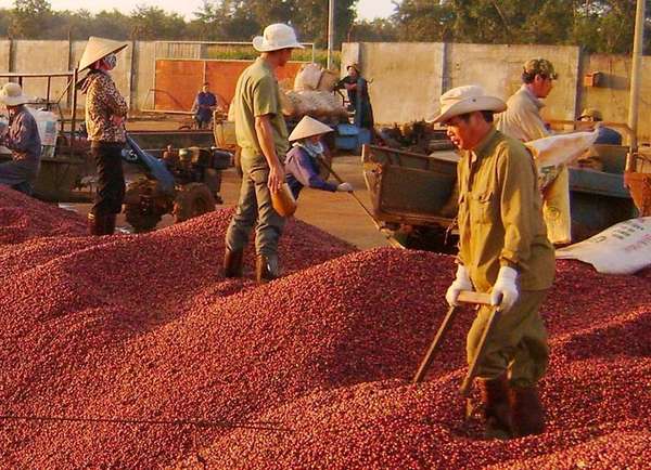 Nguồn cung thiếu hụt cục bộ, giá cà phê xuất khẩu cao nhất 30 năm