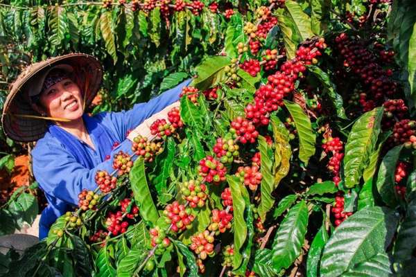 Lo ngại thiếu hụt nguồn cung, giá cà phê xuất khẩu tạo đỉnh mới