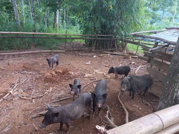 Theo chị Xa Thị Lan, xóm Mới, xã Đồng Chum, huyện Đà Bắc, chưa năm nào gia đình chị cung cấp đủ lợn đen cho khách hàng ở Hòa Bình, Hà Nội
