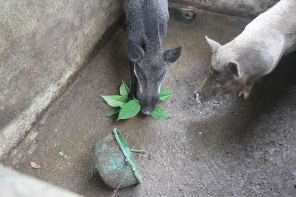 Lợn đen bản địa ở huyện Đà Bắc được nuôi bằng nguồn thức ăn tự nhiên nên có chất lượng thịt thơm ngon, rất hút khách