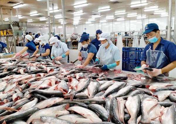Việt Nam là nhà cung cấp cá thịt trắng lớn thứ 2 cho thị trường Mỹ