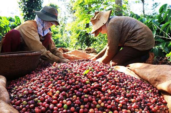 Áp lực đồng USD mạnh lên đẩy giá cà phê xuất khẩu giảm