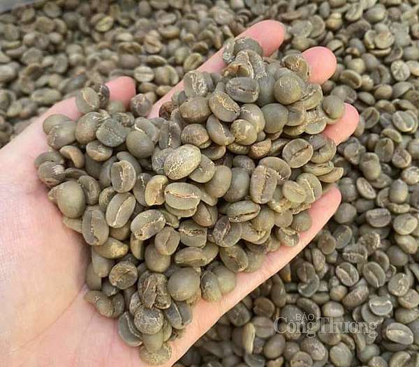 Sản phẩm cà phê được trồng theo hướng canh tác hữu cơ