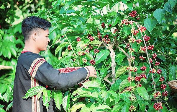 Y Pốt Nia tại vùng nguyên liệu cà phê tại xã Dray Sáp, huyện Krông Ana, tỉnh Đắk Lắk