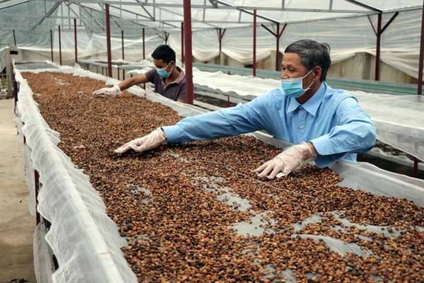Sức mạnh đồng USD tăng lên gây sức ép lên giá cà phê xuất khẩu