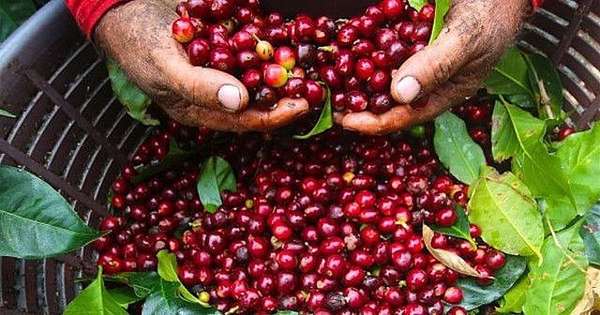 Nguồn cung được cải thiện, giá cà phê xuất khẩu giảm phiên thứ ba liên tiếp