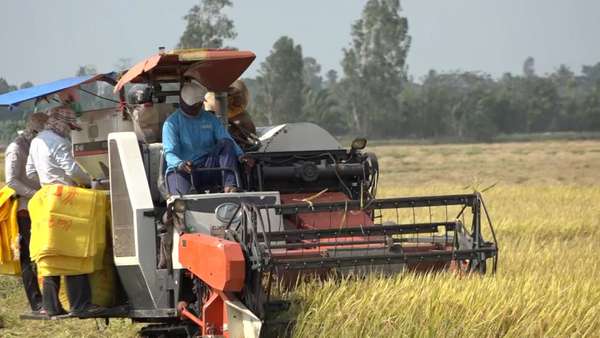 Giá lúa gạo hôm nay ngày 5/3: Lúa nếp tăng 300 - 400 đồng/kg