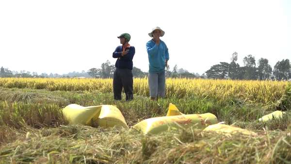 Giá lúa gạo hôm nay ngày 20/3: Nhiều địa phương đã thu hoạch gần xong, nguồn lúa ít lại