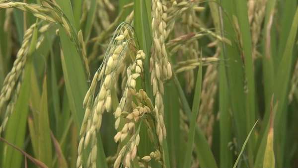 Giá lúa gạo hôm nay ngày 18/4: Giá lúa tăng giảm trái chiều, có loại tăng 200 đồng/kg