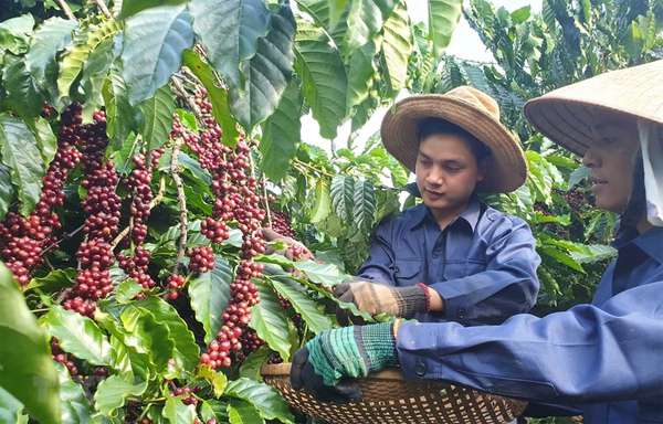Sức ép nguồn hàng từ Brazil, giá cà phê xuất khẩu tiếp đà suy yếu