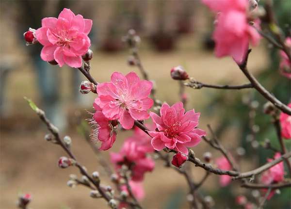 Hoa đào là một trong những loại hoa được coi là thuốc cực quý trong Đông y. Ảnh reatimes.vn