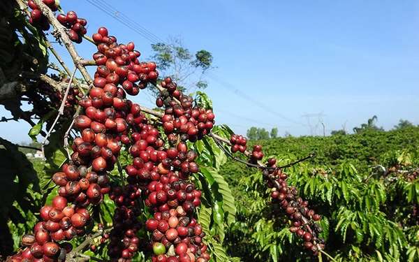 Sức ép tồn kho tiếp đà hồi phục, giá cà phê xuất khẩu tiếp tục đi xuống