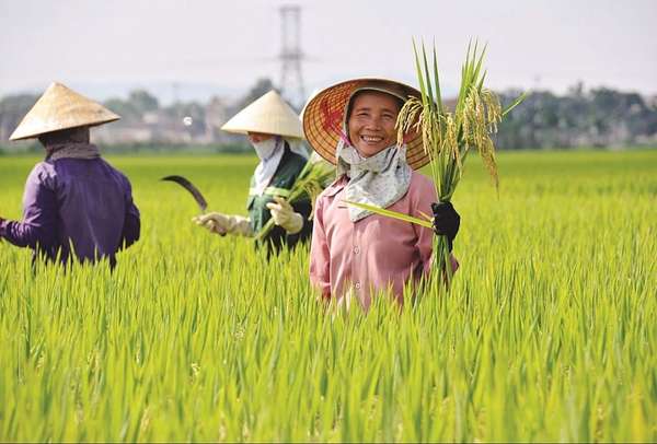 Gạo Việt thêm cơ hội tăng xuất khẩu sang Indonesia
