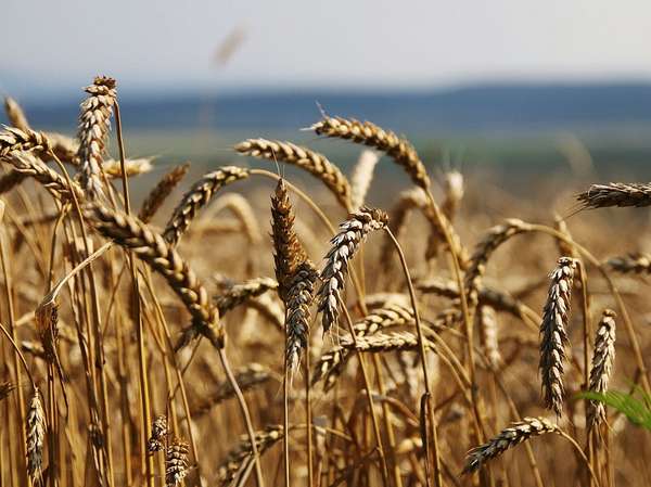 Nhập khẩu lúa mì từ Brazil tăng nóng