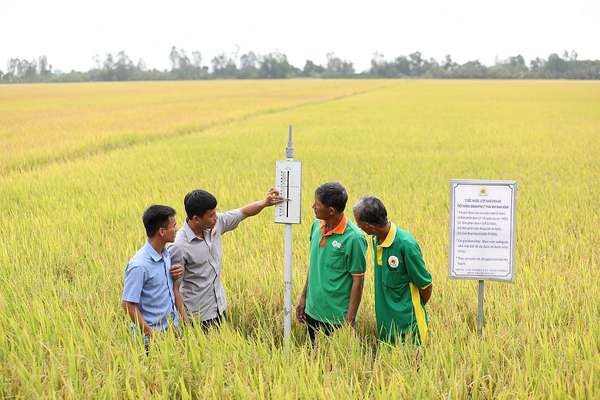Đường dài cho xuất khẩu gạo: Bài 3 - Phát huy hiệu quả chuỗi cung ứng gạo