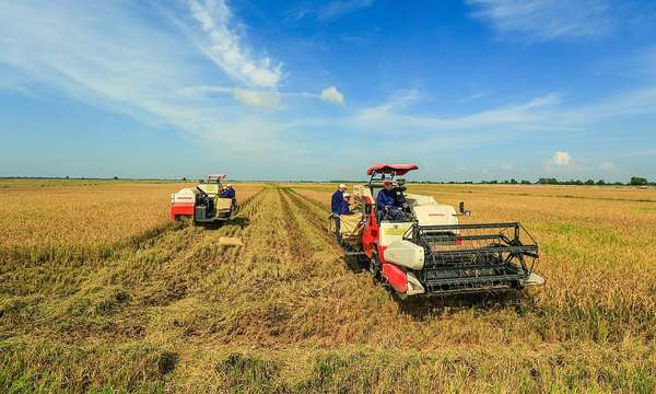 Đường dài cho xuất khẩu gạo: Bài cuối - Xây dựng thương hiệu, nâng cao giá trị cho toàn chuỗi