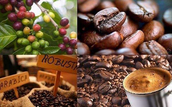 Lo ngại về triển vọng nguồn cung, giá cà phê xuất khẩu thiết lập mức cao mới