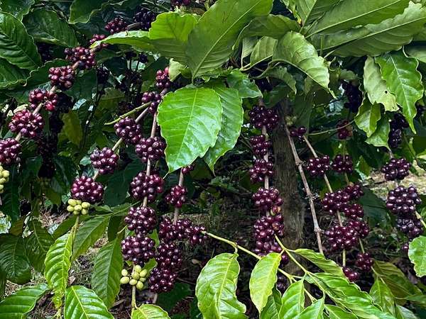 Xuất khẩu tăng vọt, giá cà phê trong nước có thể cán mốc 100.000 đồng/kg