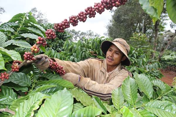 Giá cà phê xuất khẩu phục hồi bất chấp nguồn cung khởi sắc