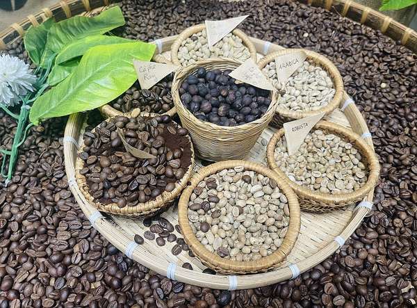 Thị phần cà phê Việt Nam tại Bỉ tăng lên 20,08%