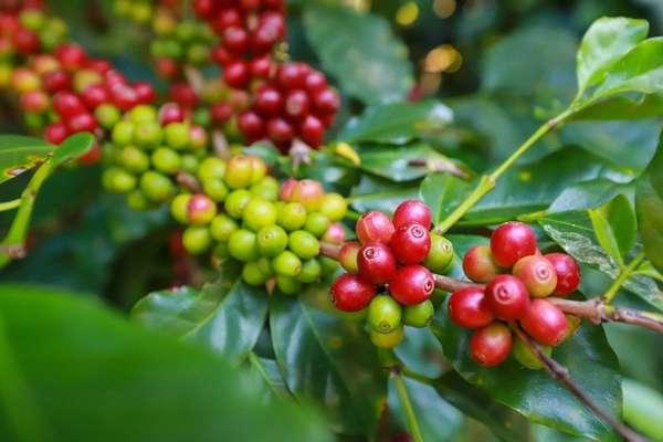Giá cà phê xuất khẩu khởi sắc bất chấp nguồn cung ngày cải thiện