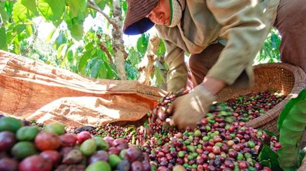 Trước sức ép hàng vụ mới của Brazil, giá cà phê xuất khẩu biến động