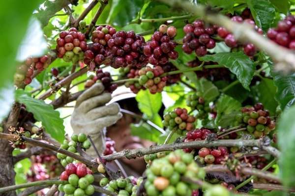 Vì sao giá cà phê Việt Nam tăng ấn tượng?