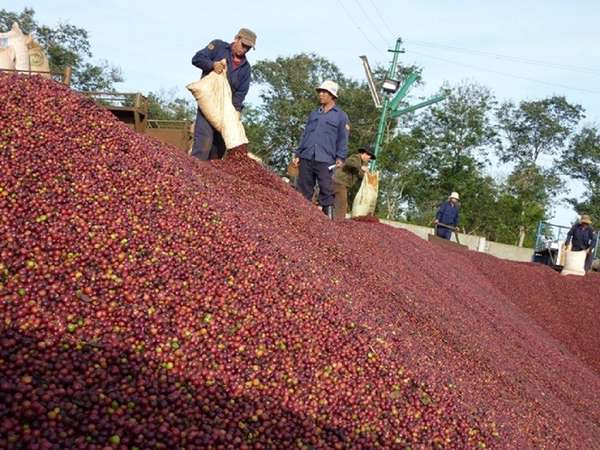 Dữ liệu tồn kho giảm xuống mức thấp kỷ lục, giá cà phê xuất khẩu nhiều biến động