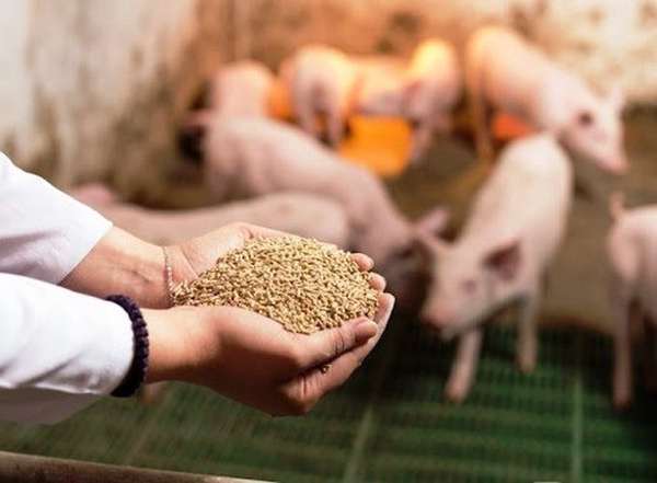2 tháng đầu năm 2024 thị trường nào cung cấp thức ăn gia súc cho Việt Nam?