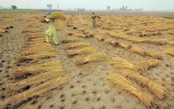 Các hạn chế xuất khẩu gạo của Ấn Độ tiếp tục làm gián đoạn thị trường, nguồn cung, giá cả toàn cầu