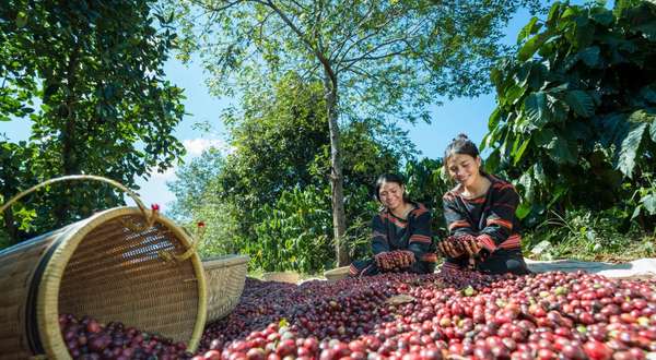 Doanh nghiệp xuất khẩu lao đao khi giá cà phê tăng, Hiệp hội cà phê khuyến cáo gì?