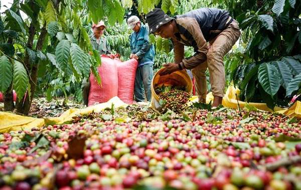 Giá cà phê xuất khẩu tăng 4 tuần liên tiếp, chạm mức giá cao nhất