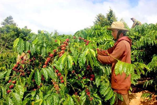Tỷ giá USD suy yếu thúc đẩy giá cà phê Arabica tăng trở lại