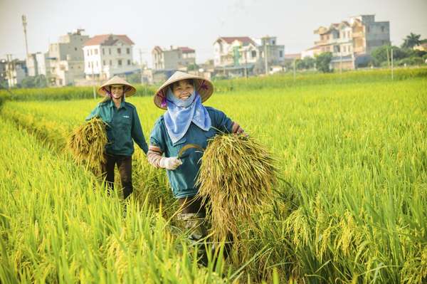 Lợi thế của gạo Việt Nam tại thị trường Philippines