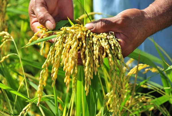 Gạo Việt Nam tiếp tục bị cạnh tranh tại các thị trường xuất khẩu truyền thống