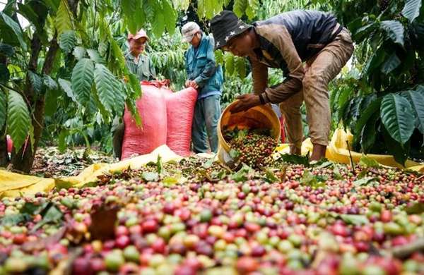 Dữ liệu tồn kho tiếp đà hồi phục, giá cà phê xuất khẩu quay đầu giảm mạnh