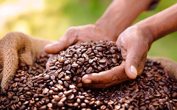 Giá cà phê xuất khẩu tăng cao lên đến 3.200 USD/tấn