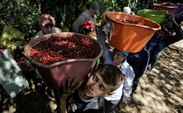 Giá cà phê xuất khẩu tăng mạnh, Robusta lại phá kỷ lục