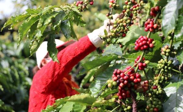 Lo ngại khô hạn tại Tây Nguyên đẩy giá cà phê Robusta tăng mạnh