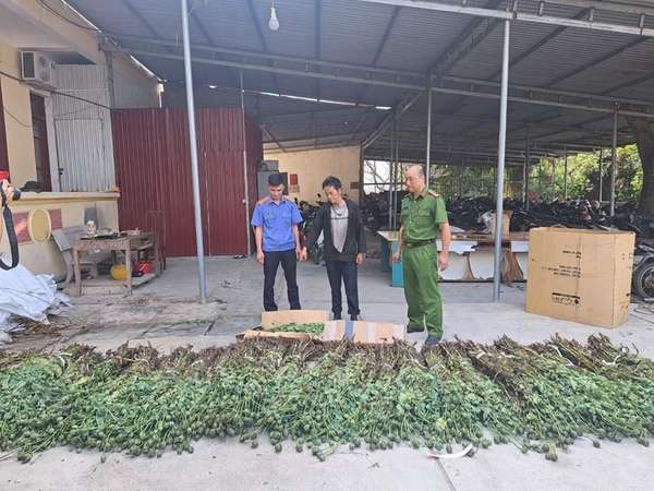 Hà Giang: Tạm giữ hình sự đối tượng trồng 1.390 cây thuốc phiện