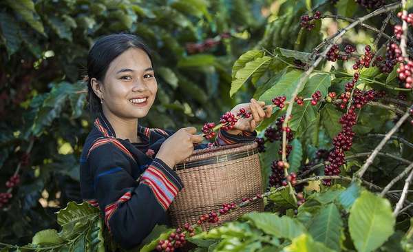 Nhờ giá cao, kim ngạch xuất khẩu cà phê quý I/2024 tăng vọt 57,3%