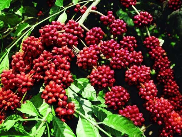 Khô hạn đẩy giá cà phê vượt mốc 105.000 đồng/kg